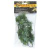 Congo Ivy – Natural Bush Plant, Zoomed.