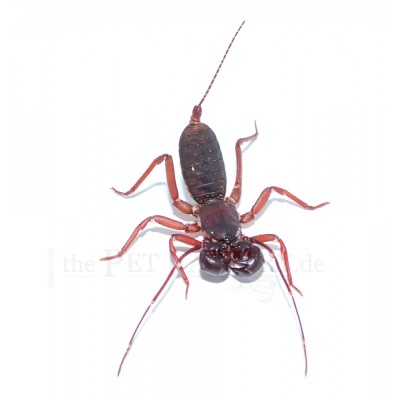 Typopeltis laurentianus
