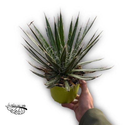 Agave filifera