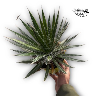 Agave filifera 2