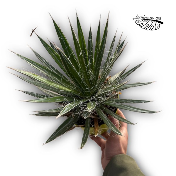 Agave filifera
