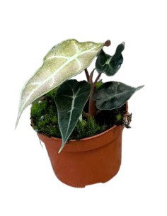 Alocasia Polly Variegata 2