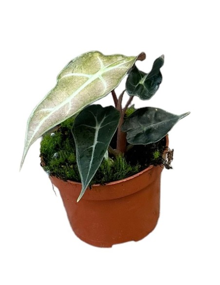 Alocasia Polly Variegata