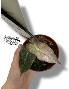 Alocasia Polly Variegata