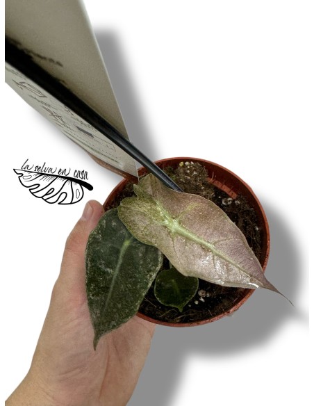 Alocasia Polly Variegata