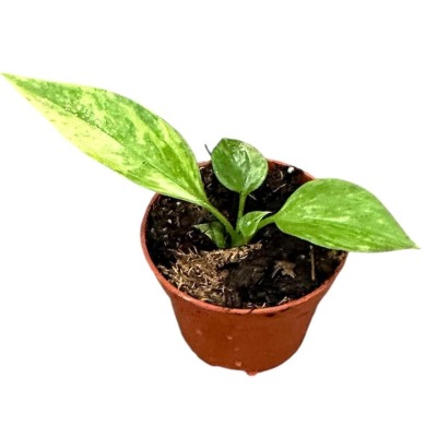 Anthurium vittariifolium Variegata 2