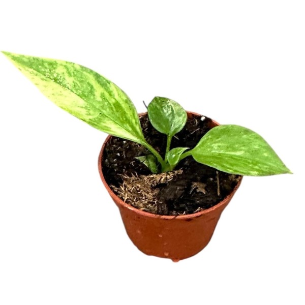 Anthurium vittariifolium Variegata