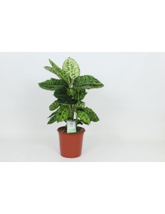 Dieffenbachia Reflector 2