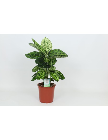 Dieffenbachia Reflector