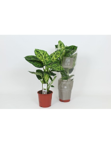 Dieffenbachia Reflector