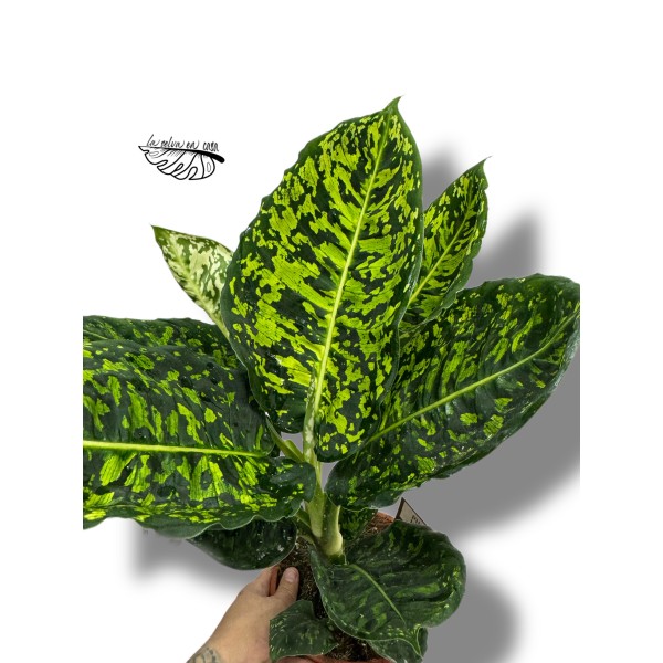 Dieffenbachia Reflector