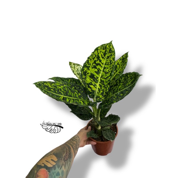 Dieffenbachia Reflector