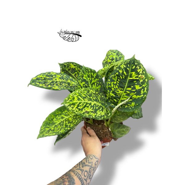 Dieffenbachia Reflector