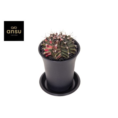 Gymnocalycium Japan Medium Variegated