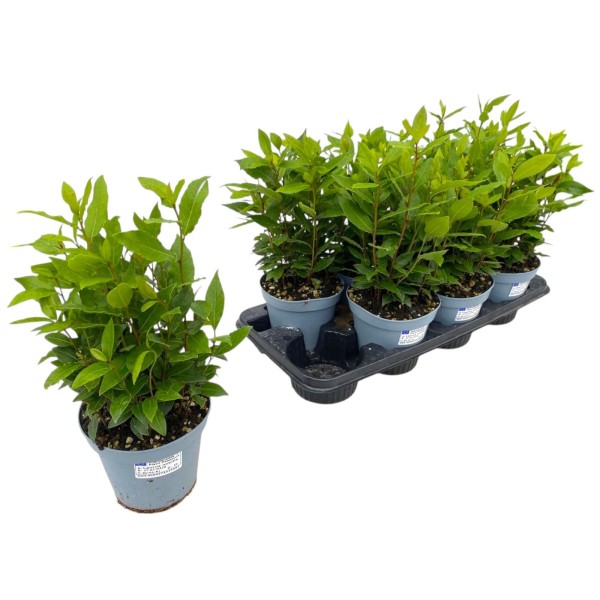 Vip Laurus Laurus Nobilis