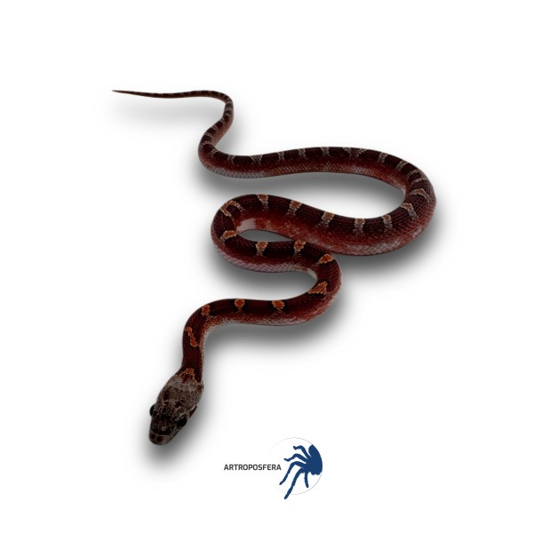 Pantherophis guttatus