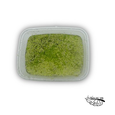 Lemna minor (Lenteja de agua)