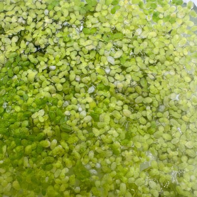 Lemna minor (Lenteja de agua) 2