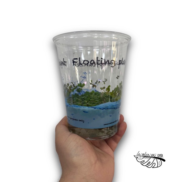Salvinia natans