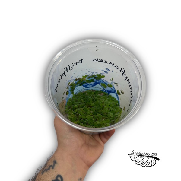 Salvinia natans