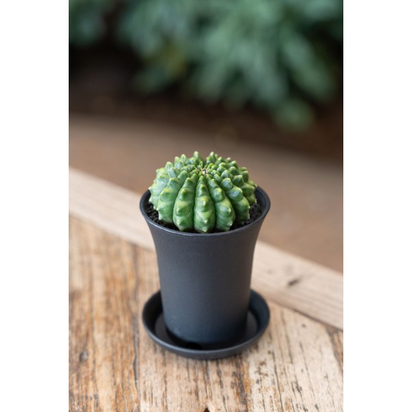 Gymnocalycium Spineless 'Crested'