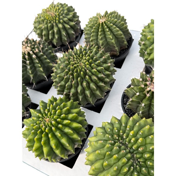 Gymnocalycium Spineless 'Crested'