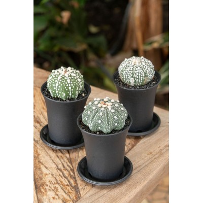 Astrophytum asterias 2