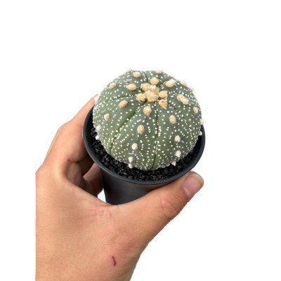 Astrophytum asterias