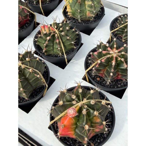 Gymnocalycium Japan Medium Variegated
