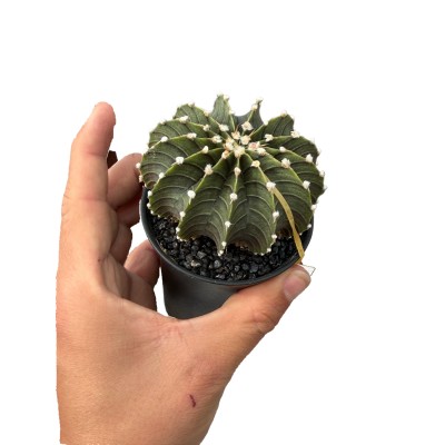 Gymnocalycium ‘Green Stripe’