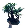 Bonsái Ficus S-Shape ‘Forest’