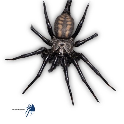Macrothele sp. “Ghost”