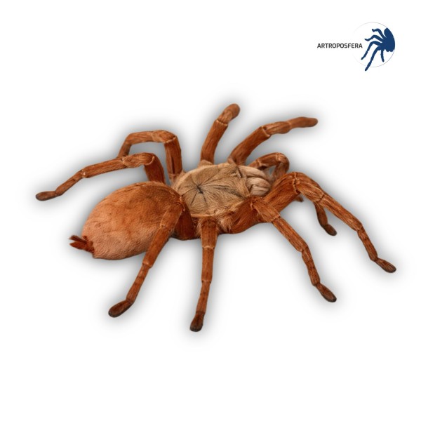 Chilobrachys huahini