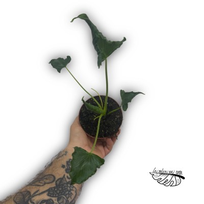 Alocasia triangularis 2