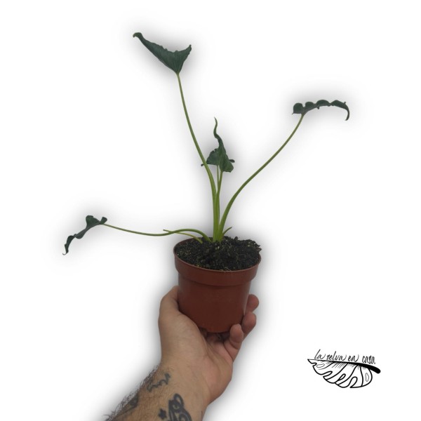 Alocasia triangularis