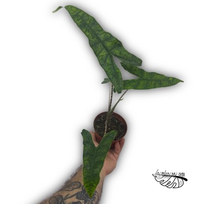 Alocasia reticulata 2