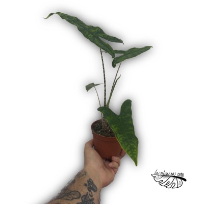 Alocasia reticulata