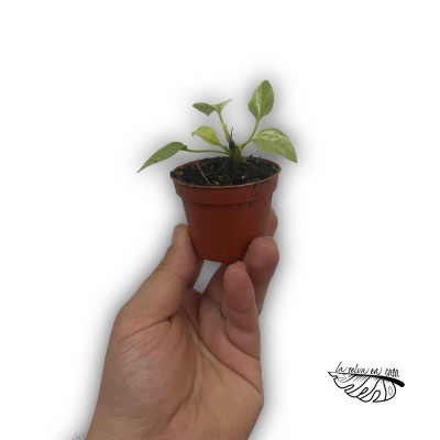Anthurium vittariifolium Variegata