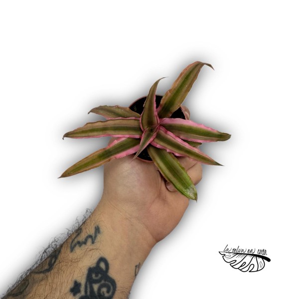 Cryptanthus bivittatus
