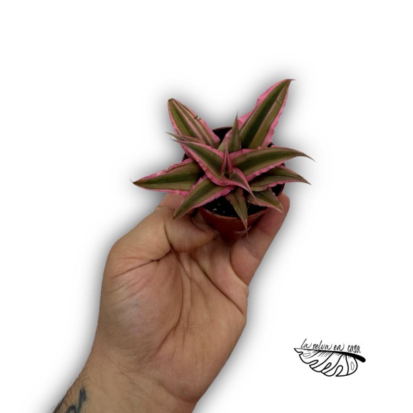 Cryptanthus bivittatus