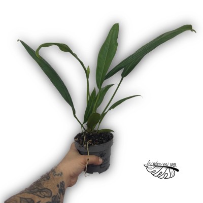 Anthurium bakeri