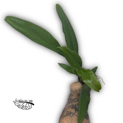 Anthurium bakeri 2
