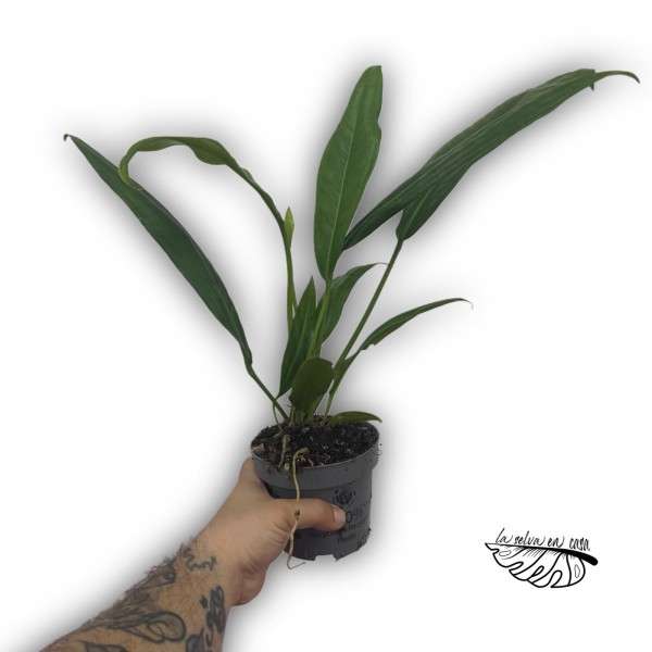 Anthurium bakeri