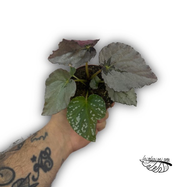 Begonia ‘Grey Earl’
