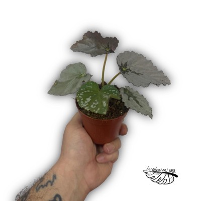 Begonia ‘Grey Earl’