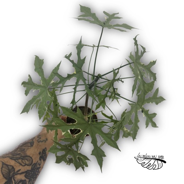 Cnidoscolus Aconitifolius Variegata