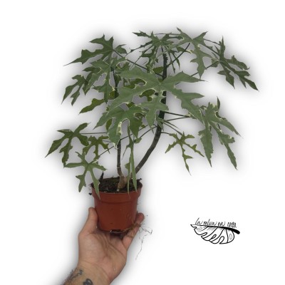 Cnidoscolus Aconitifolius Variegata