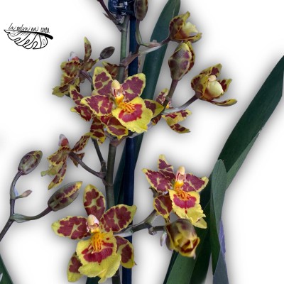 Cambria MIX 1 Tallo 2