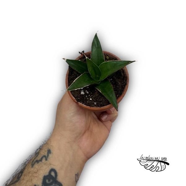 Sansevieria ‘Tower Blue’