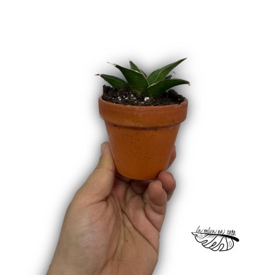 Sansevieria ‘Tower Blue’
